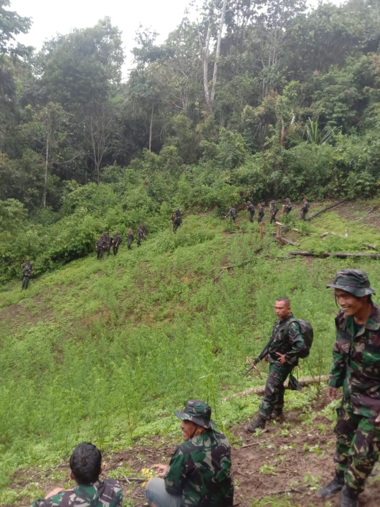 Prajurit Kodam I/BB Temukan Ladang Ganja